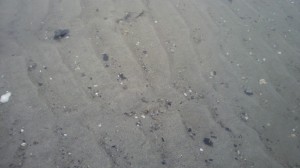 あさり砂浜